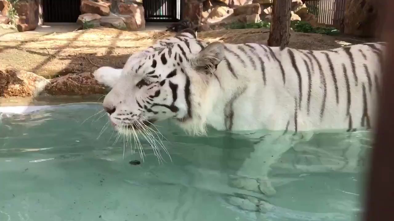老虎日本太热了我泡水里得了