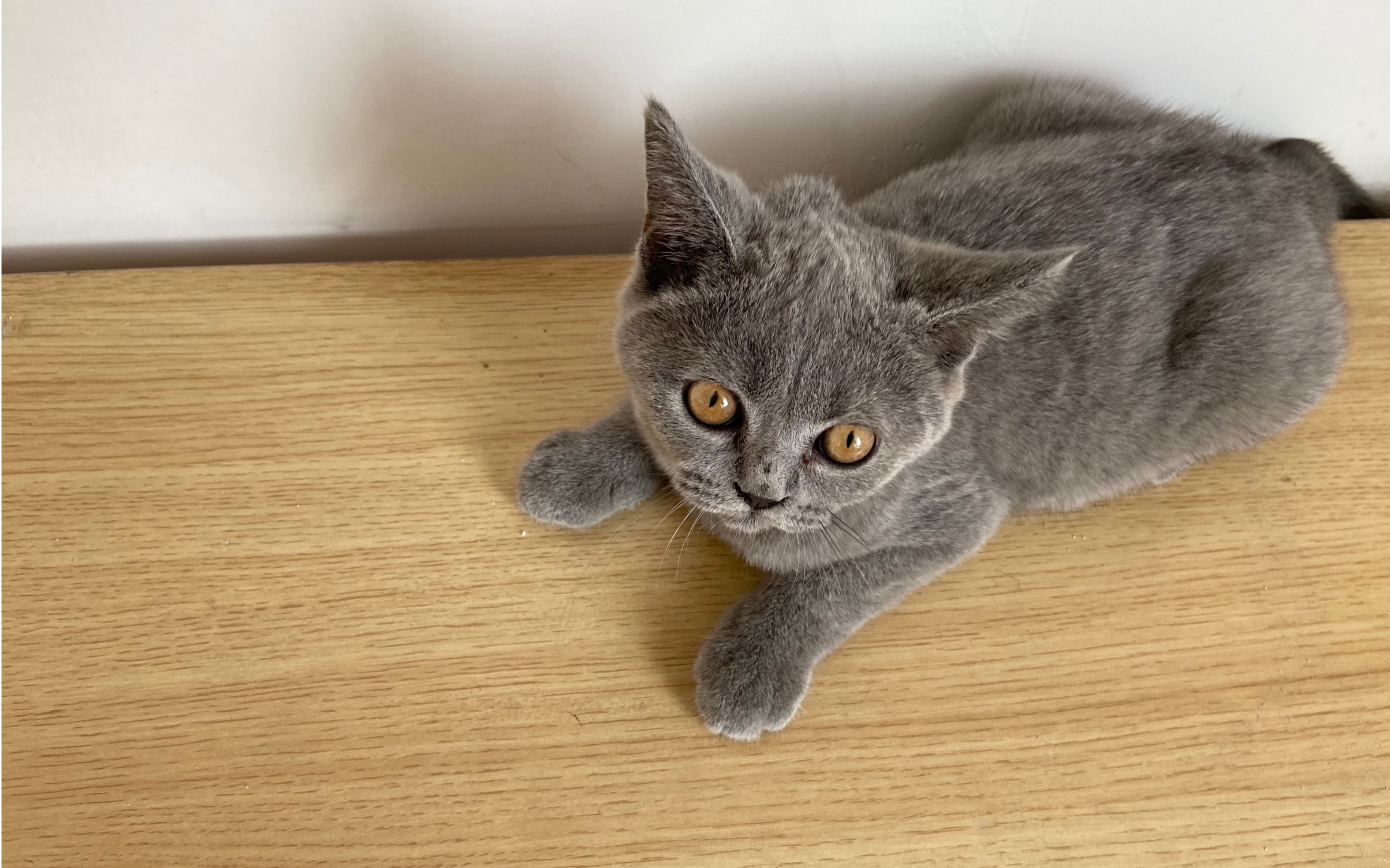 工作之余,逗逗猫,放松身心!