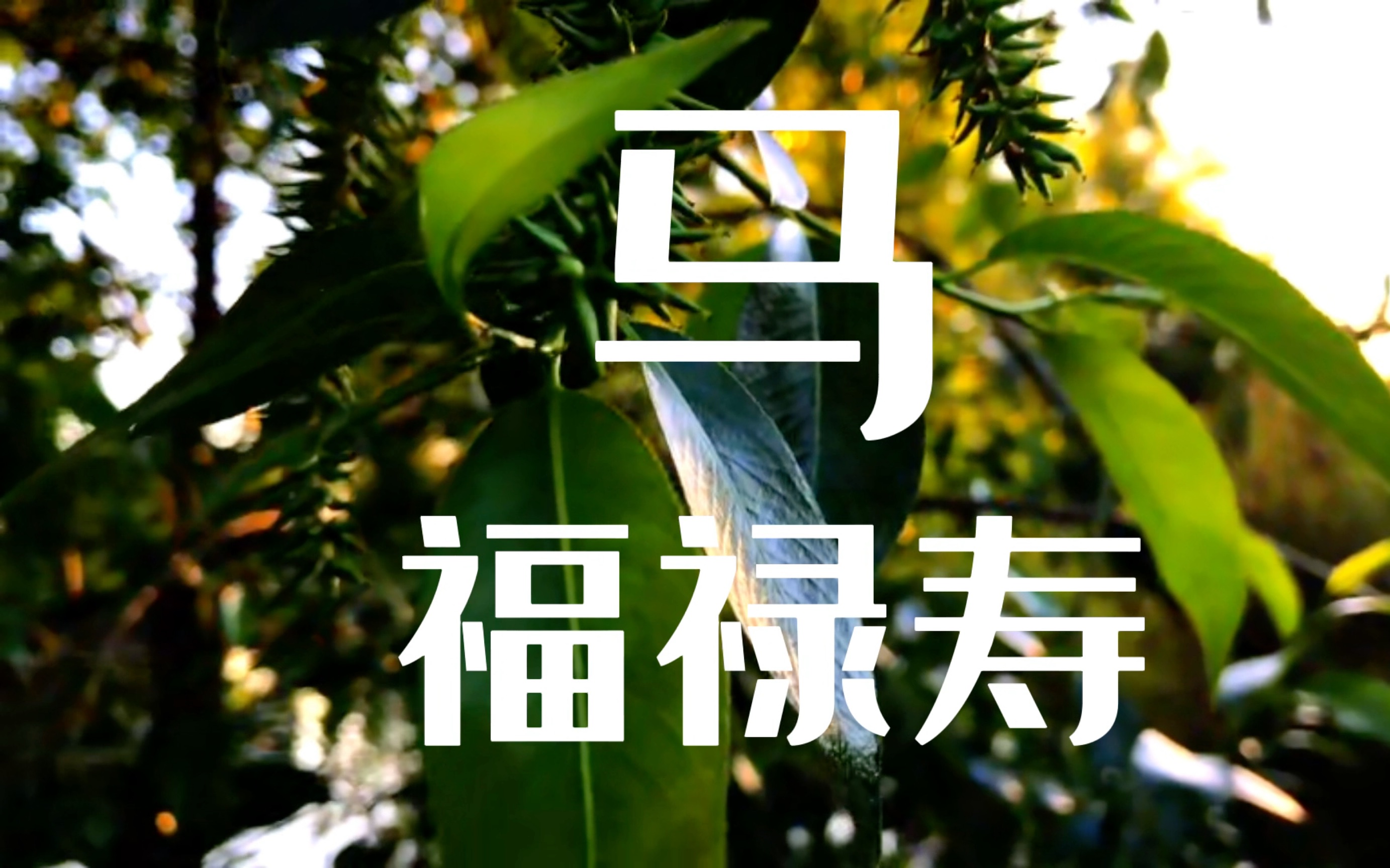 福禄寿《马》 “你说这风景如画,我看你心猿意马”哔哩哔哩bilibili