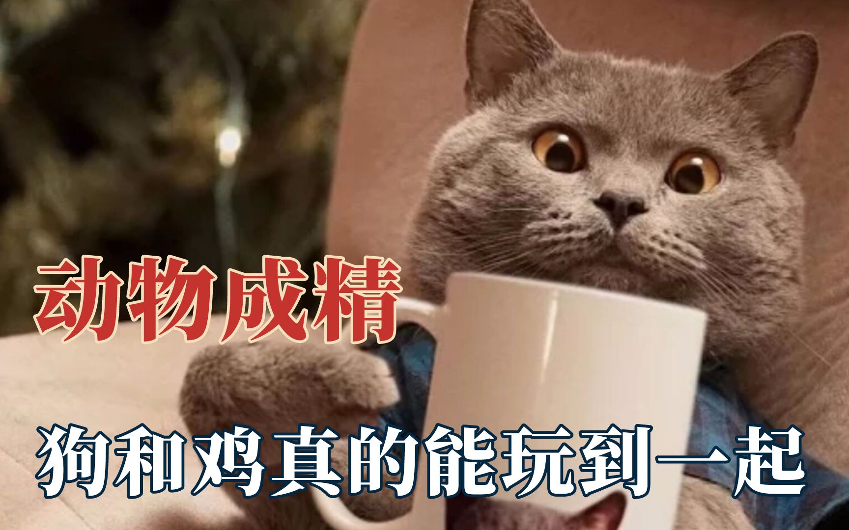 [图]这年头动物都成精了！猫和狗竟然也能玩到一起