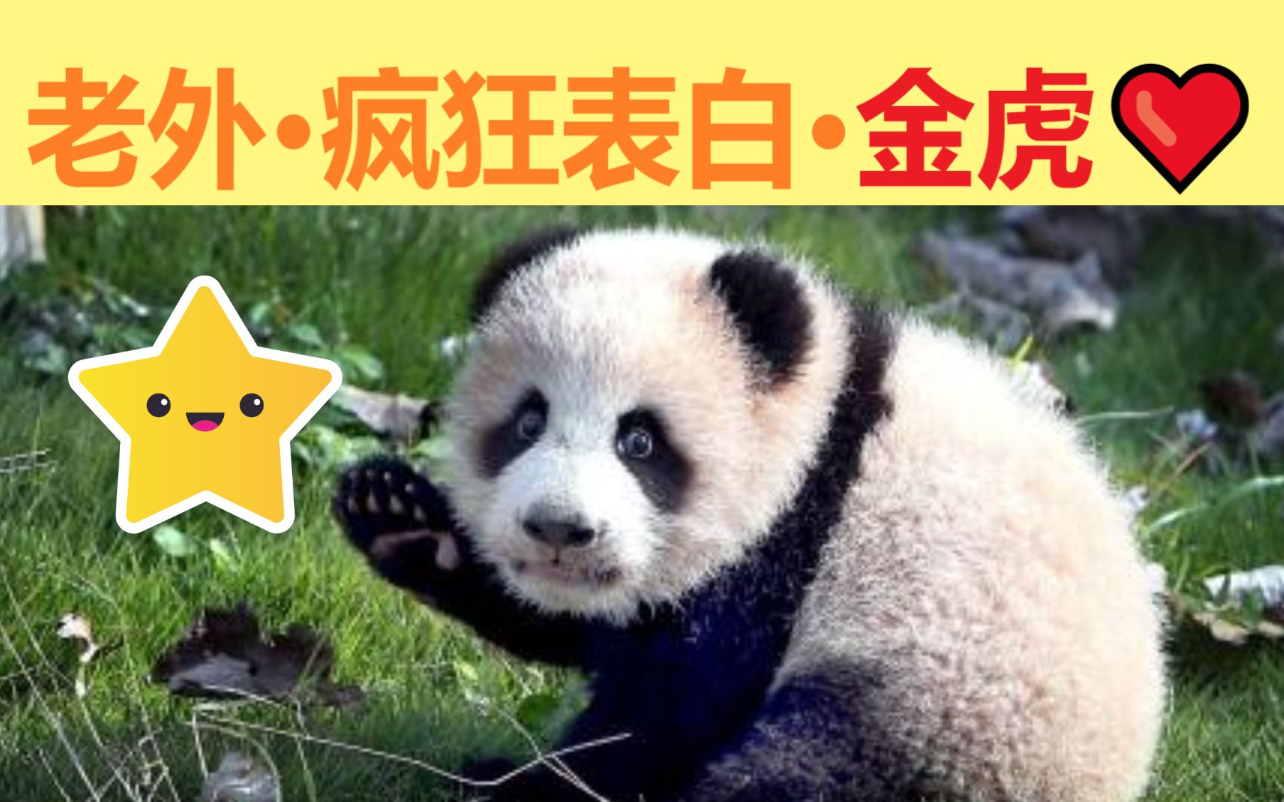 "金虎是世界上最好的大熊猫!