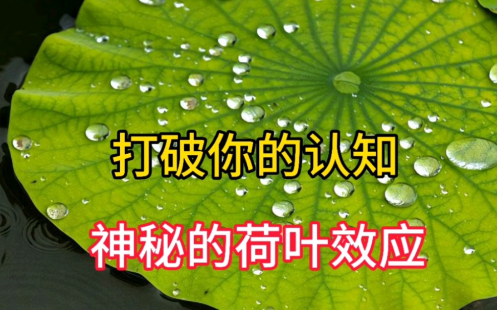 神奇的荷叶效应,打破你的认知!哔哩哔哩bilibili