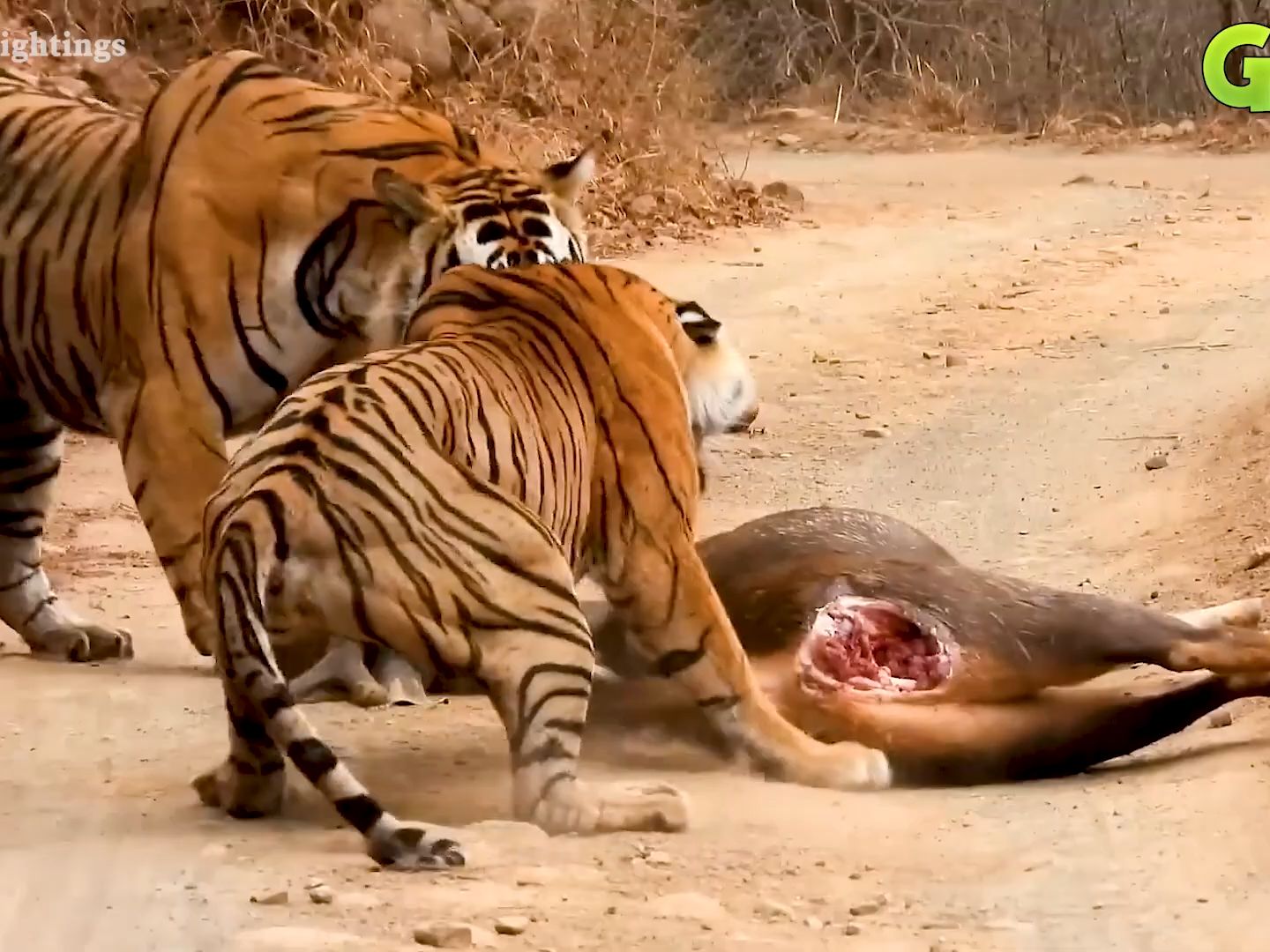 [图]【弱肉强食】10个最致命的大型猫科动物狩猎打斗的危险时刻