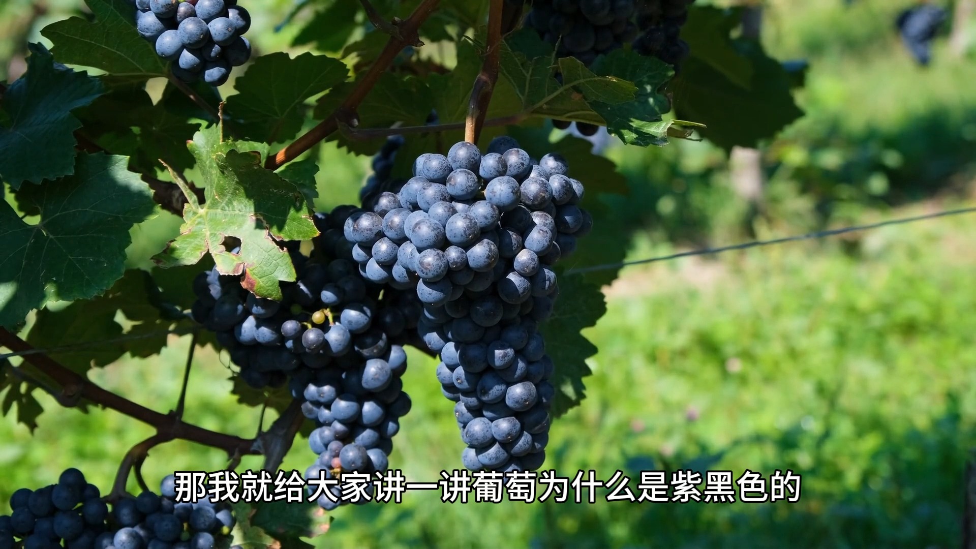 葡萄为什么叫葡萄