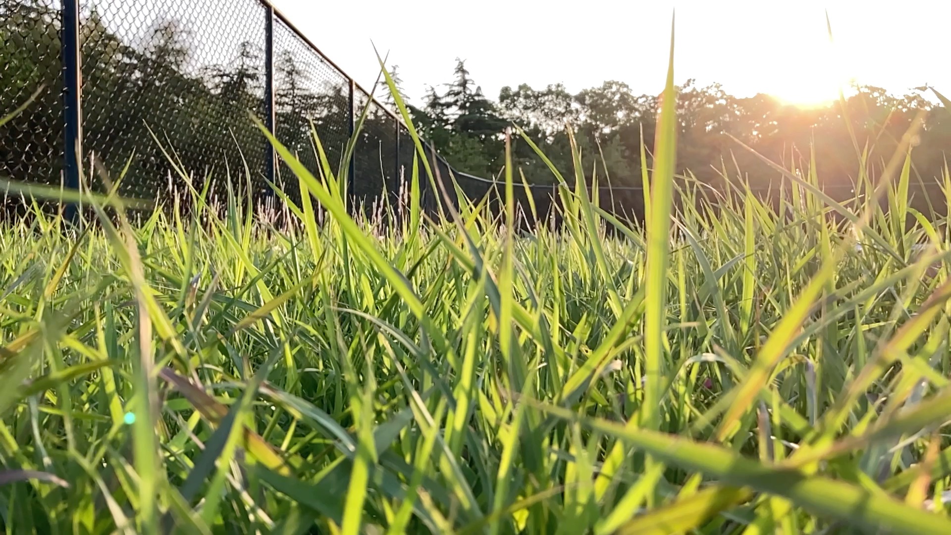 活动作品夏日设备iphonese2