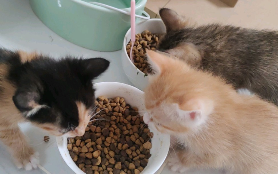 小奶猫们开始吃猫粮了,小橘还是有点害羞呢
