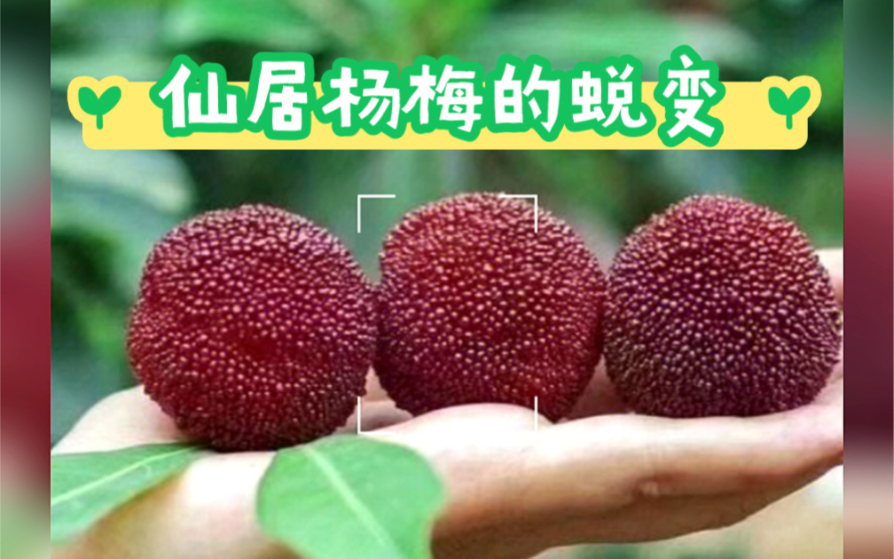 帮宝子们记录仙居杨梅的成长过程,我们六月见