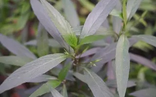 爵床科 搜索结果 哔哩哔哩 Bilibili