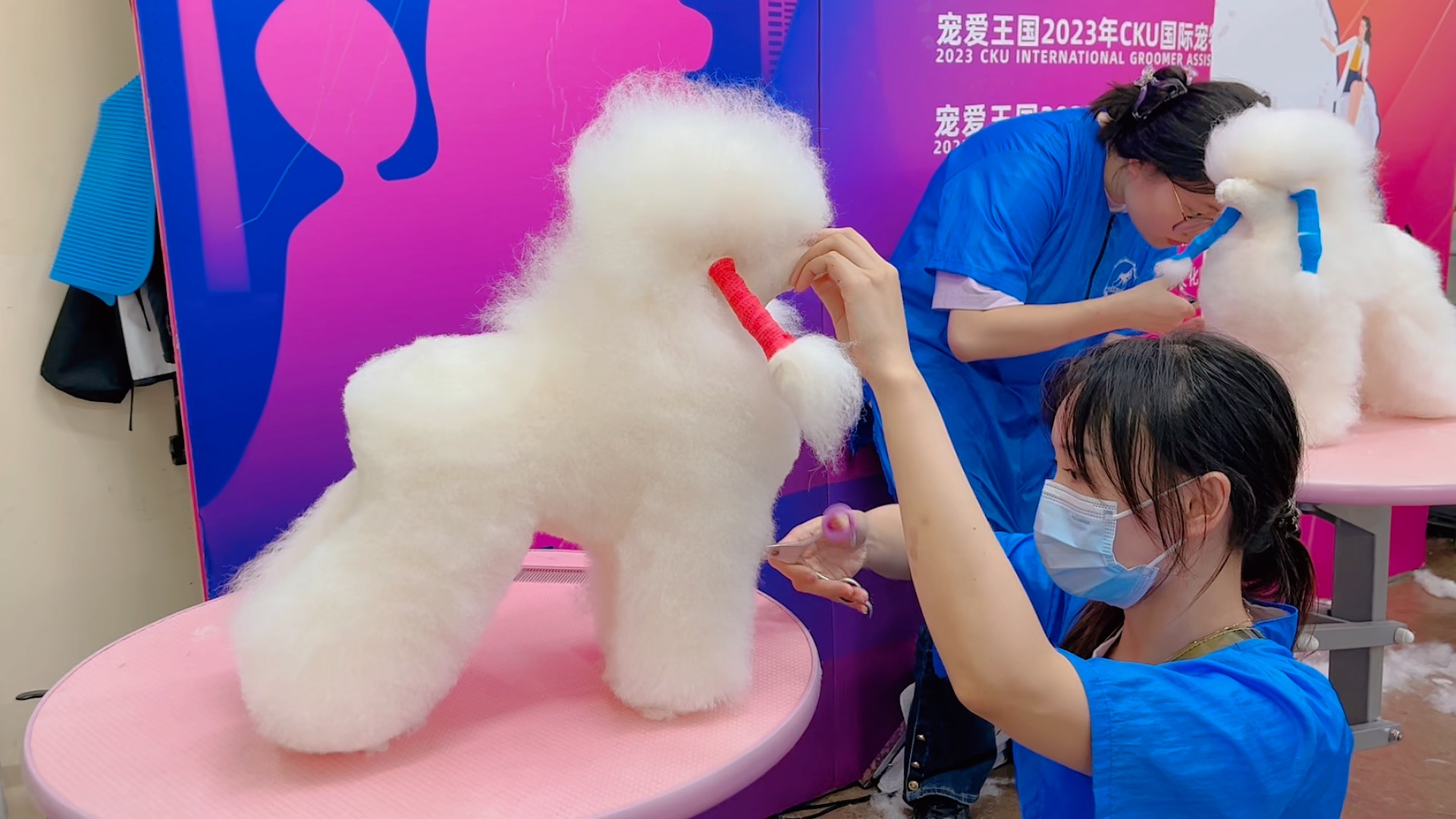 cku宠物美容师考试内容及安排