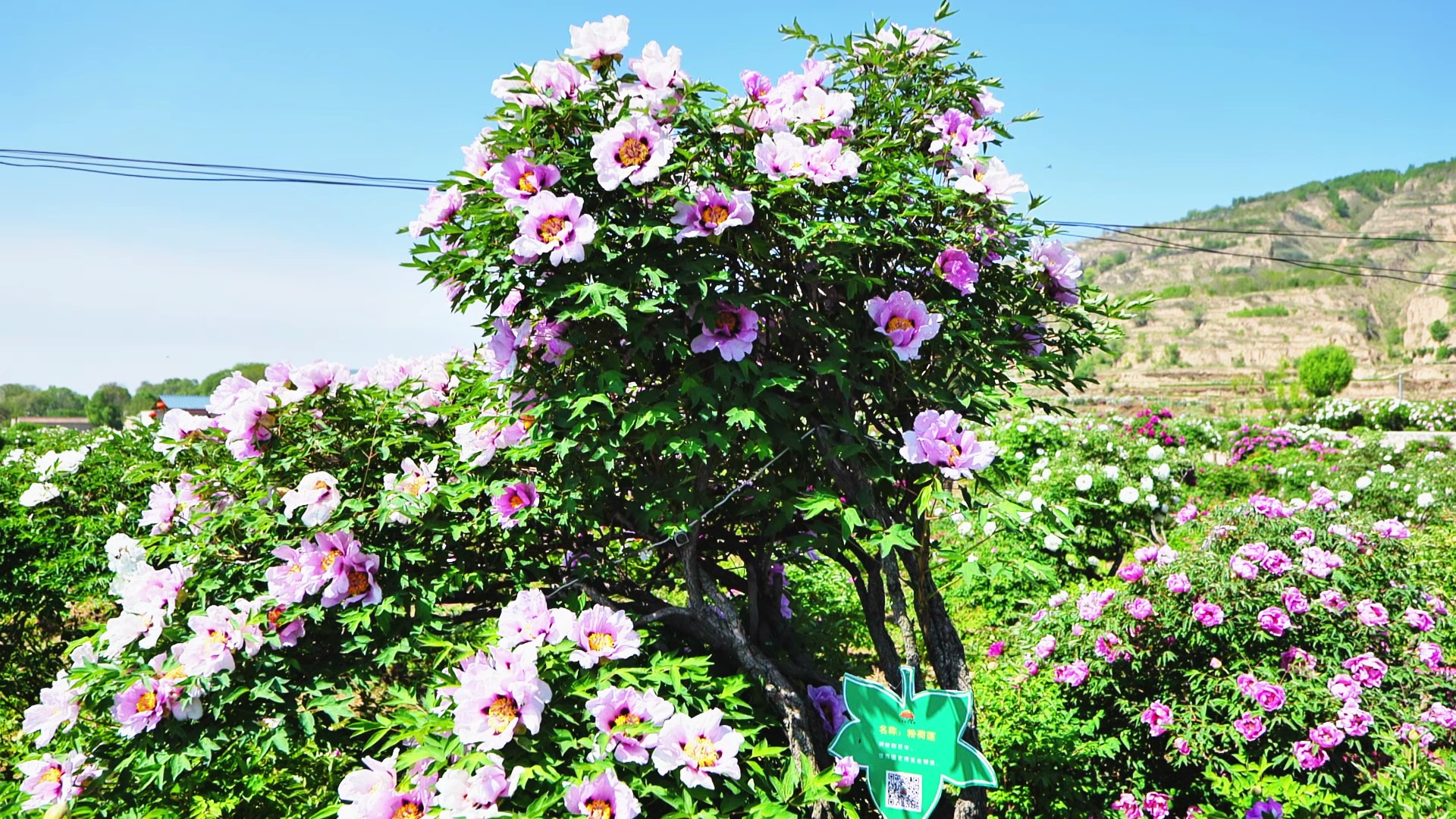 你没见过的高枝牡丹来了|甘肃临洮曹家坪牡丹|卧龙湾水镇|岳麓山|松下