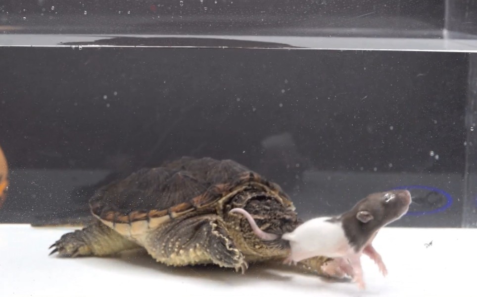 鳄龟狂吃一只老鼠,这也太凶残了吧!