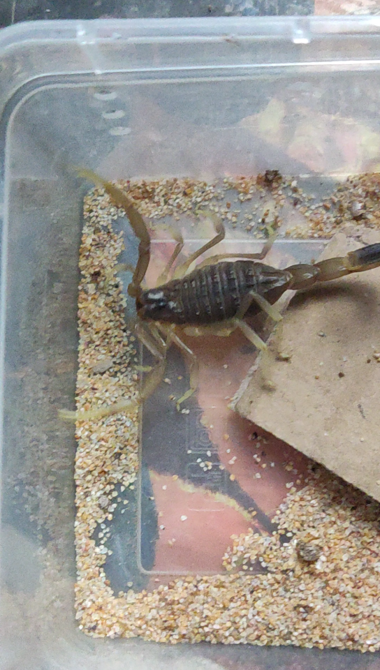 约旦滑尾钨金蝎