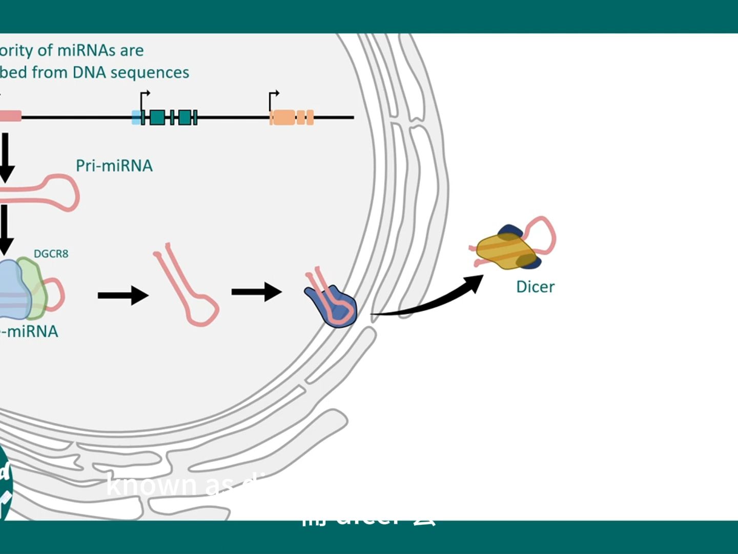 什么是微小rna(mirna)? | mirna 是如何发挥作用的?