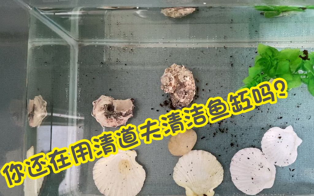 你还在用清道夫清洁鱼缸吗?放几颗这个清洁更简单高效哔哩哔哩bilibili