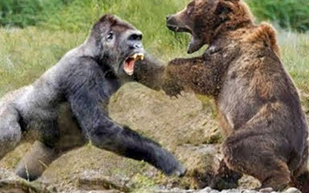 灰熊与狮子大猩猩美洲狮战斗-熊妈妈保护幼崽免受敌人的伤害