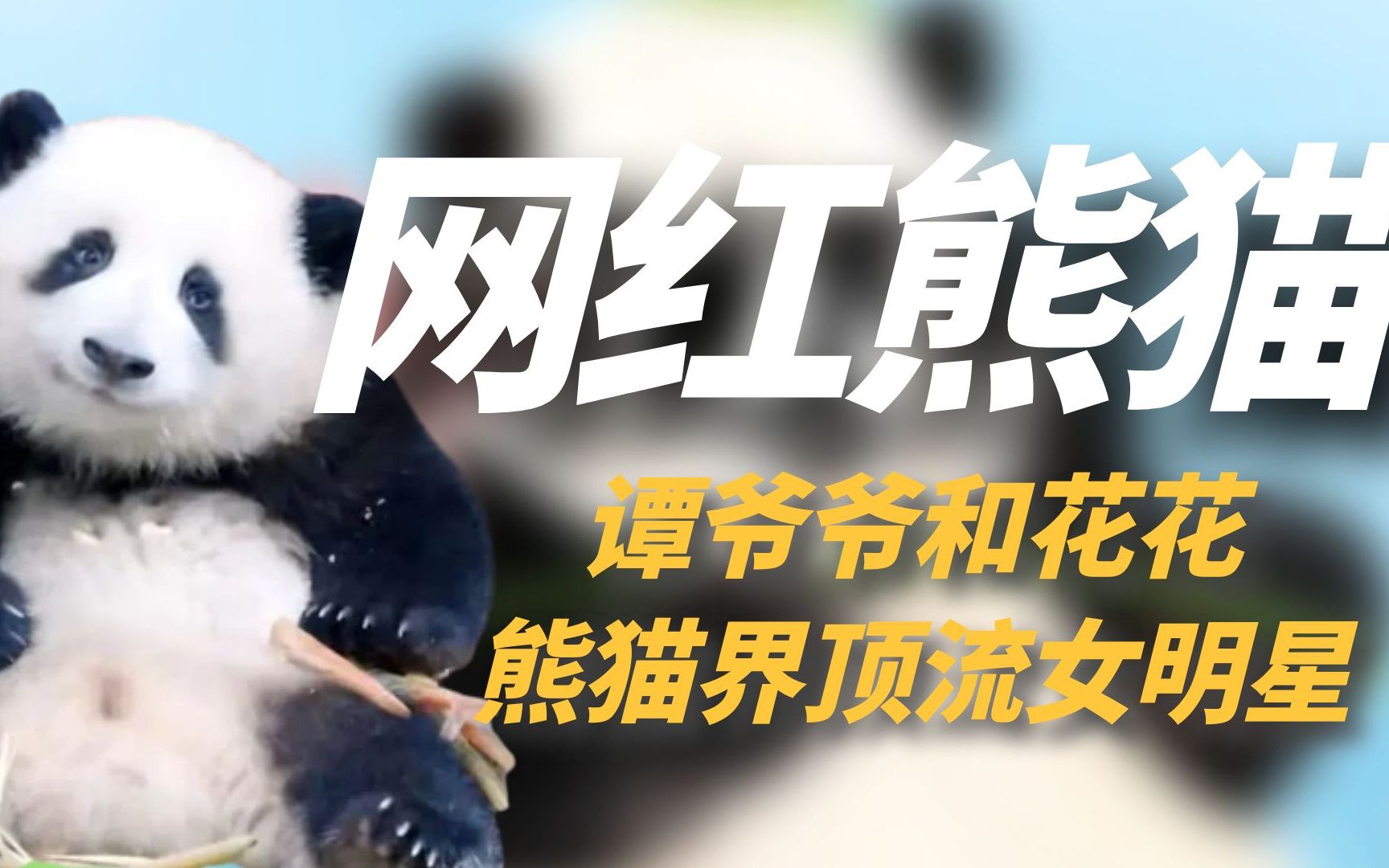 [图]熊猫界的顶流女明星花花，吸粉百万，能听懂四川发言还会打招呼！