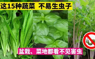 Download Video: 【懒人种菜推荐系列】这15种不易招虫的蔬菜，省心省力，很多种你一定没种过