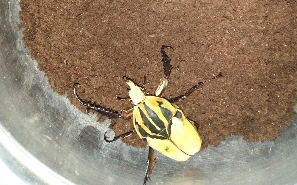 欧贝鲁花金龟开箱视频抓抓挠挠的真疼啊