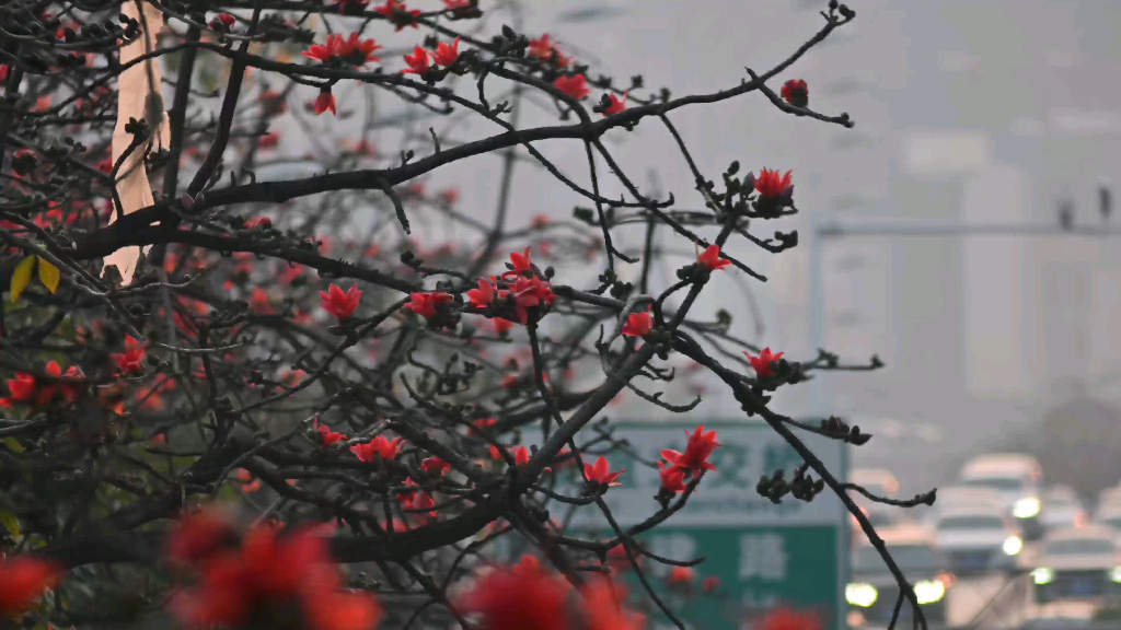 [图]南国之花-木棉花开