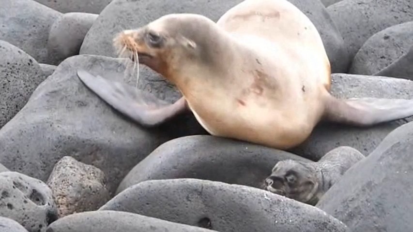 海狮妈妈在移动她的宝宝
