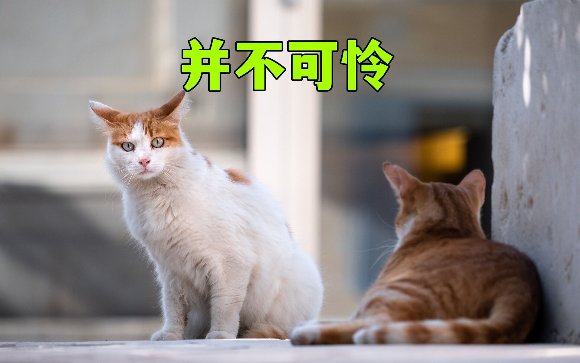 [图]流浪猫，并不可怜