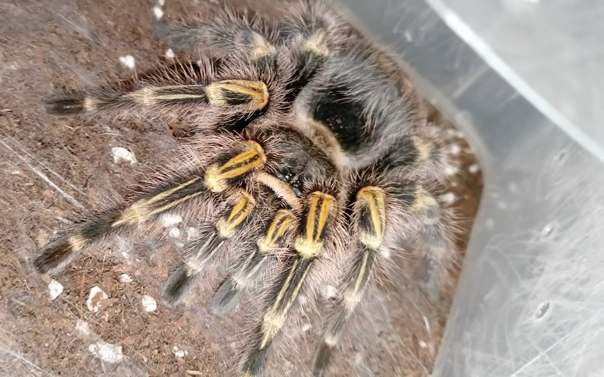 巴西巨人金直间活动现在开始,半买半送(裸蛛)十几块钱你买不了吃亏,你