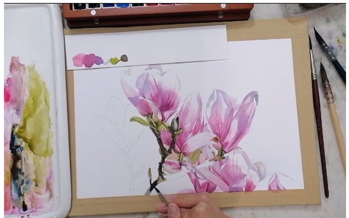 【水彩花卉】赵莹老师水彩花卉绘画过程分享 老师会讲解绘画过程 有喜欢的宝贝一定不要错过【插画良品0209】哔哩哔哩bilibili