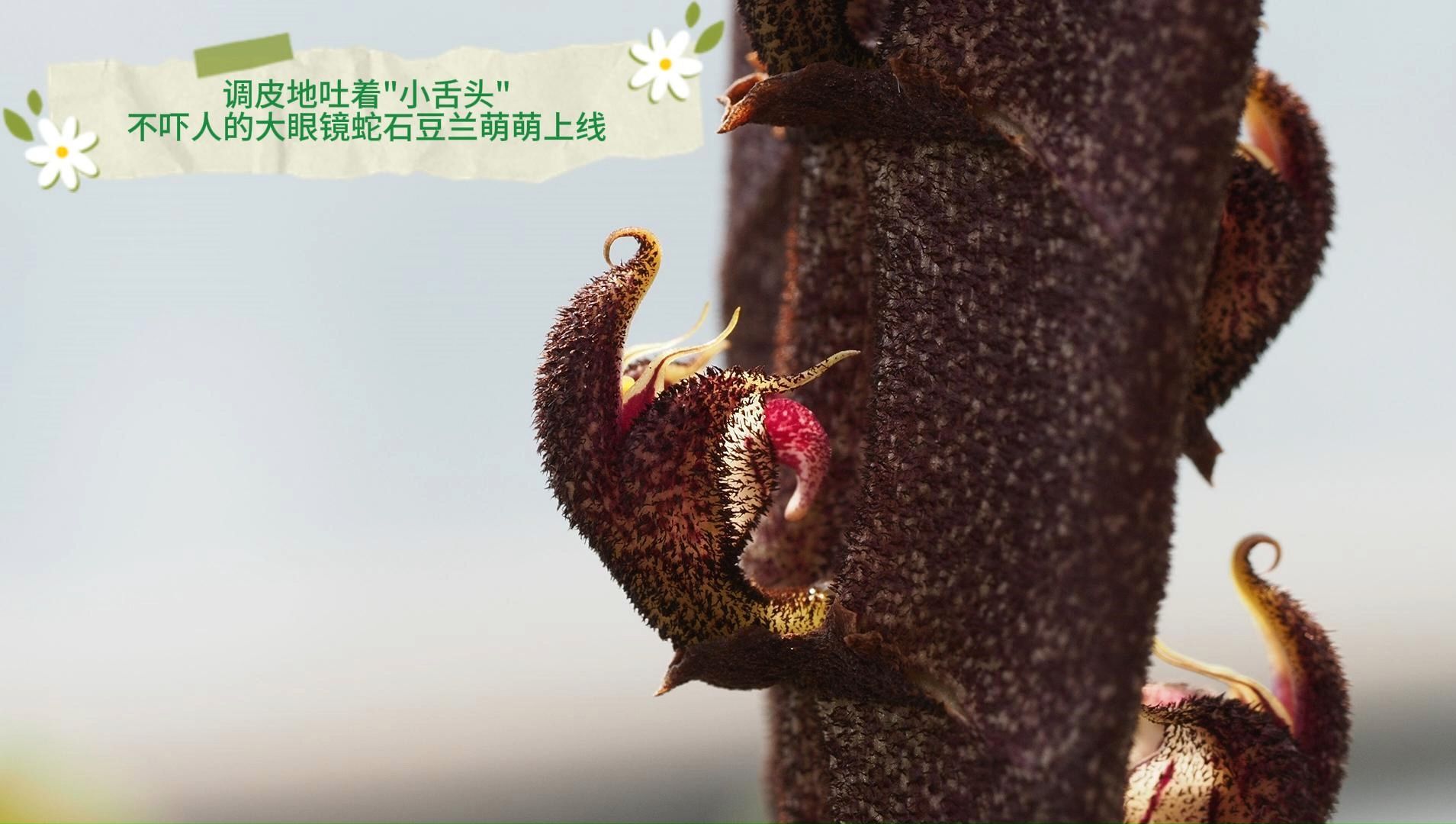 大眼镜蛇石豆兰萌萌上线