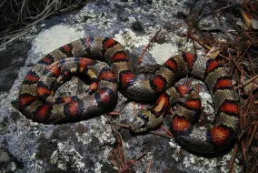 Скачать видео: 杜兰戈山王蛇 Lampropeltis greeri