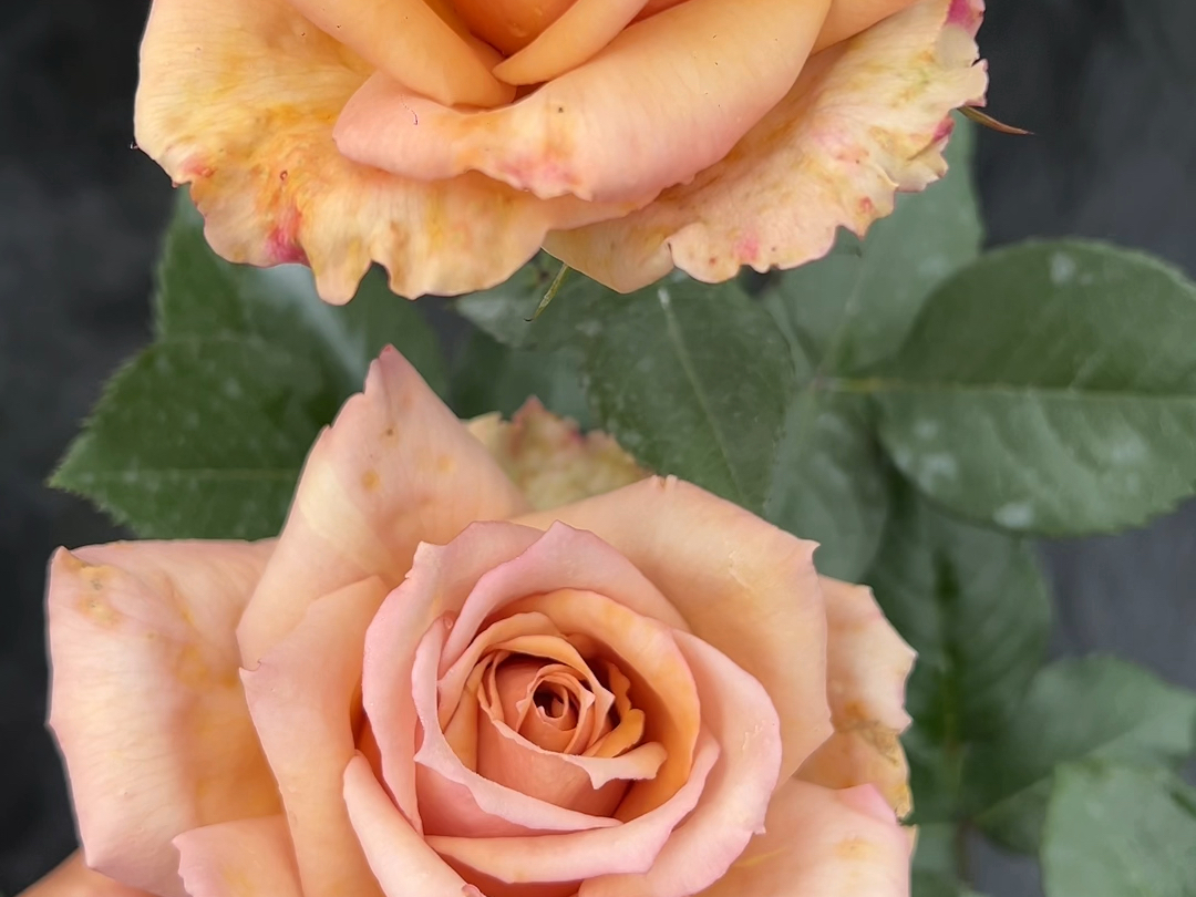 可可洛可一款复古色灌木月季,长势也快,花量大,耐热性好!