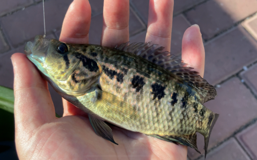 水错记 第九集:马那瓜丽体鱼