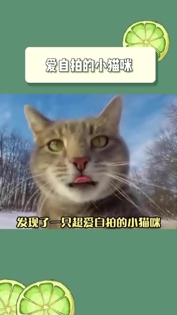 这只小猫咪真的超级爱自拍啊哔哩哔哩bilibili