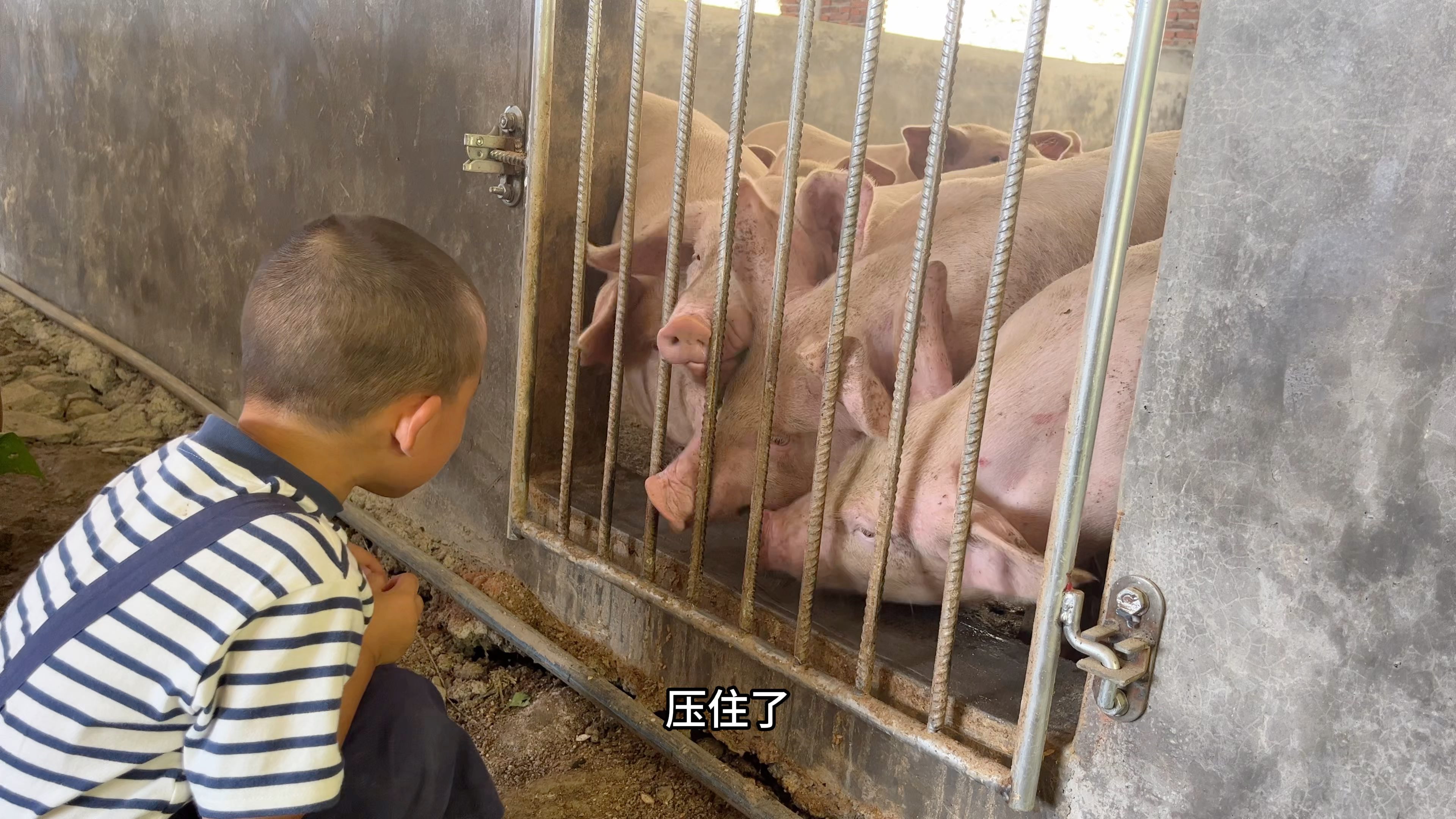 人类幼崽最近喂猪合集～他说 猪猪是他的好兄弟 每天起床第一件事就是