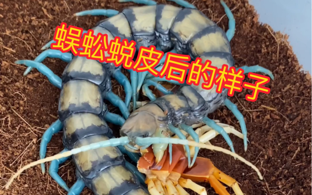 蜈蚣蜕皮后的样子