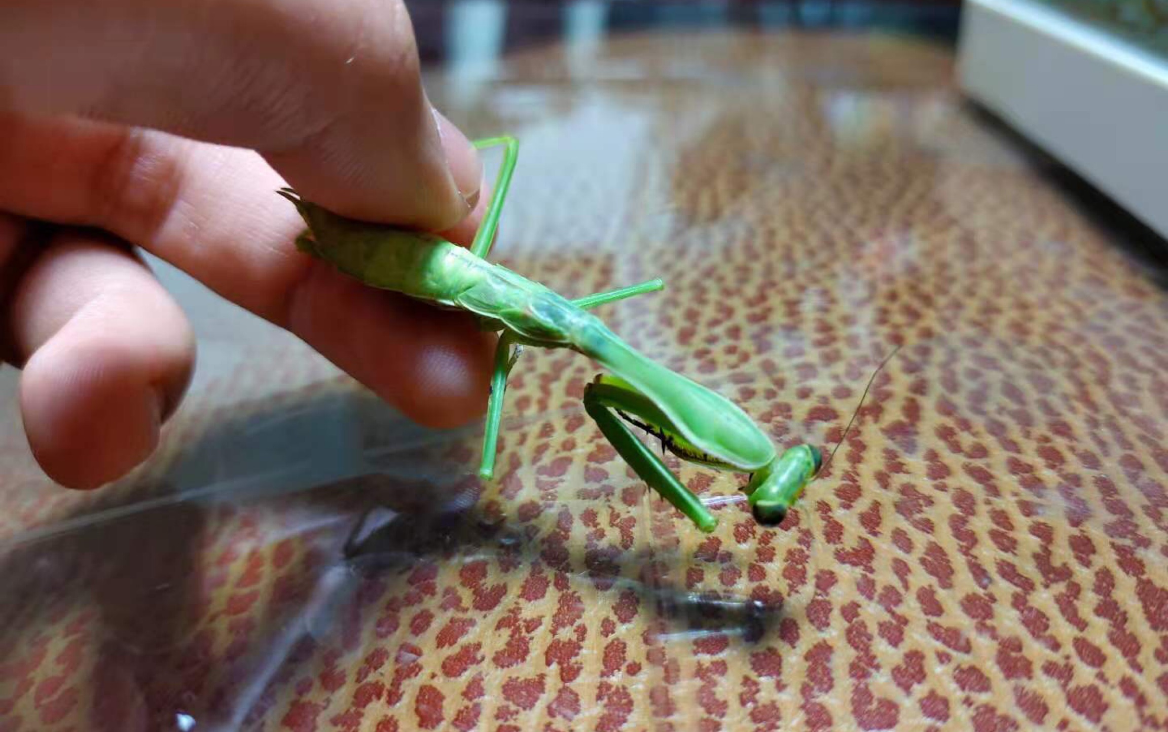 【显微镜】中华斧螳寄生虫