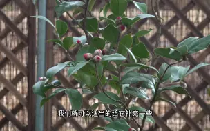 Tải video: 茶花花苞满满，但迟迟打不开是什么原因？只因少做这1步