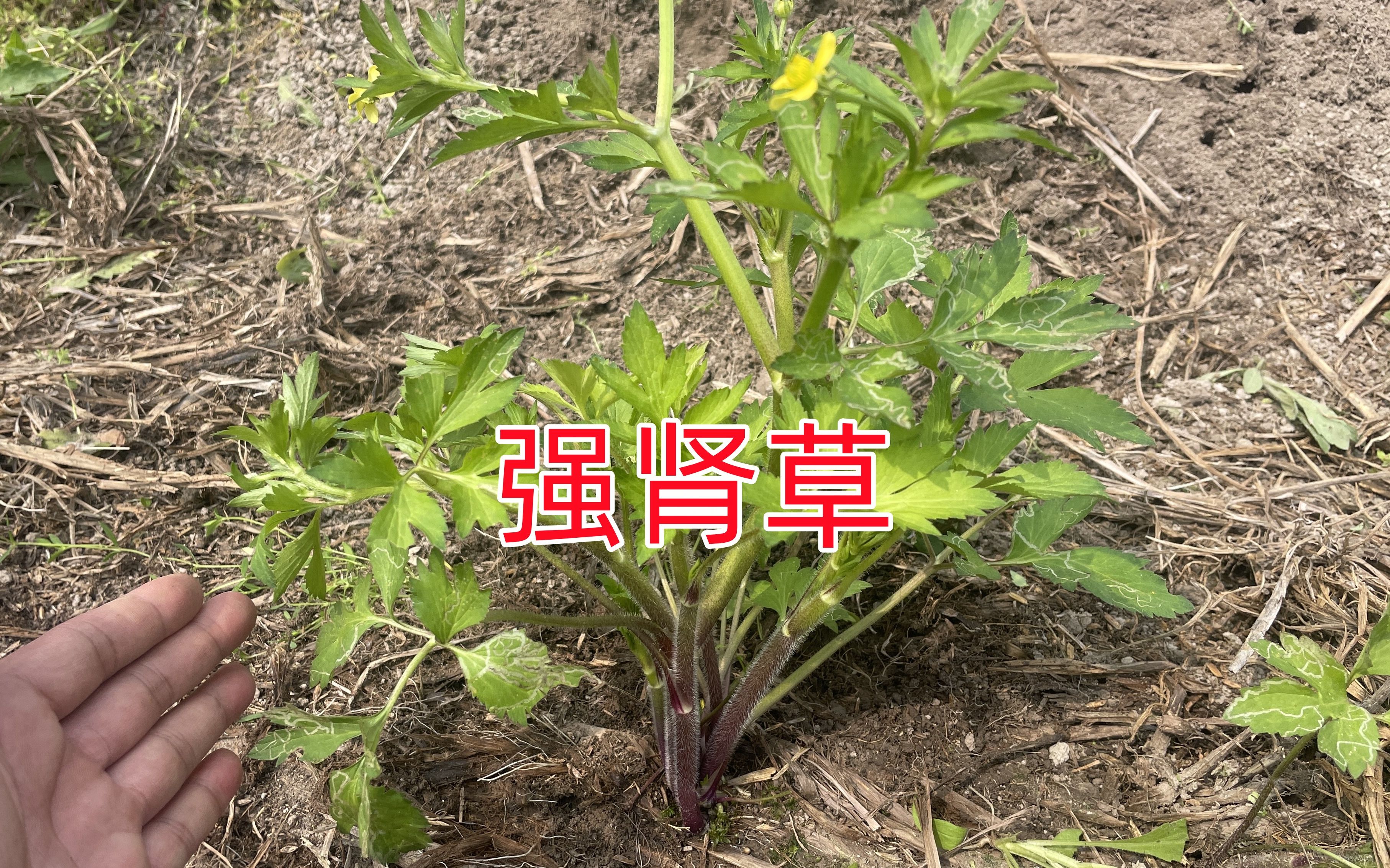 农村不起眼的"强肾草",煮水泡脚30分钟帮助大,赶紧认识一下吧