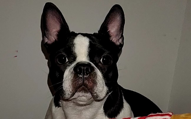 黑白花法斗 奶牛的日常撒娇_哔哩哔哩_bilibili