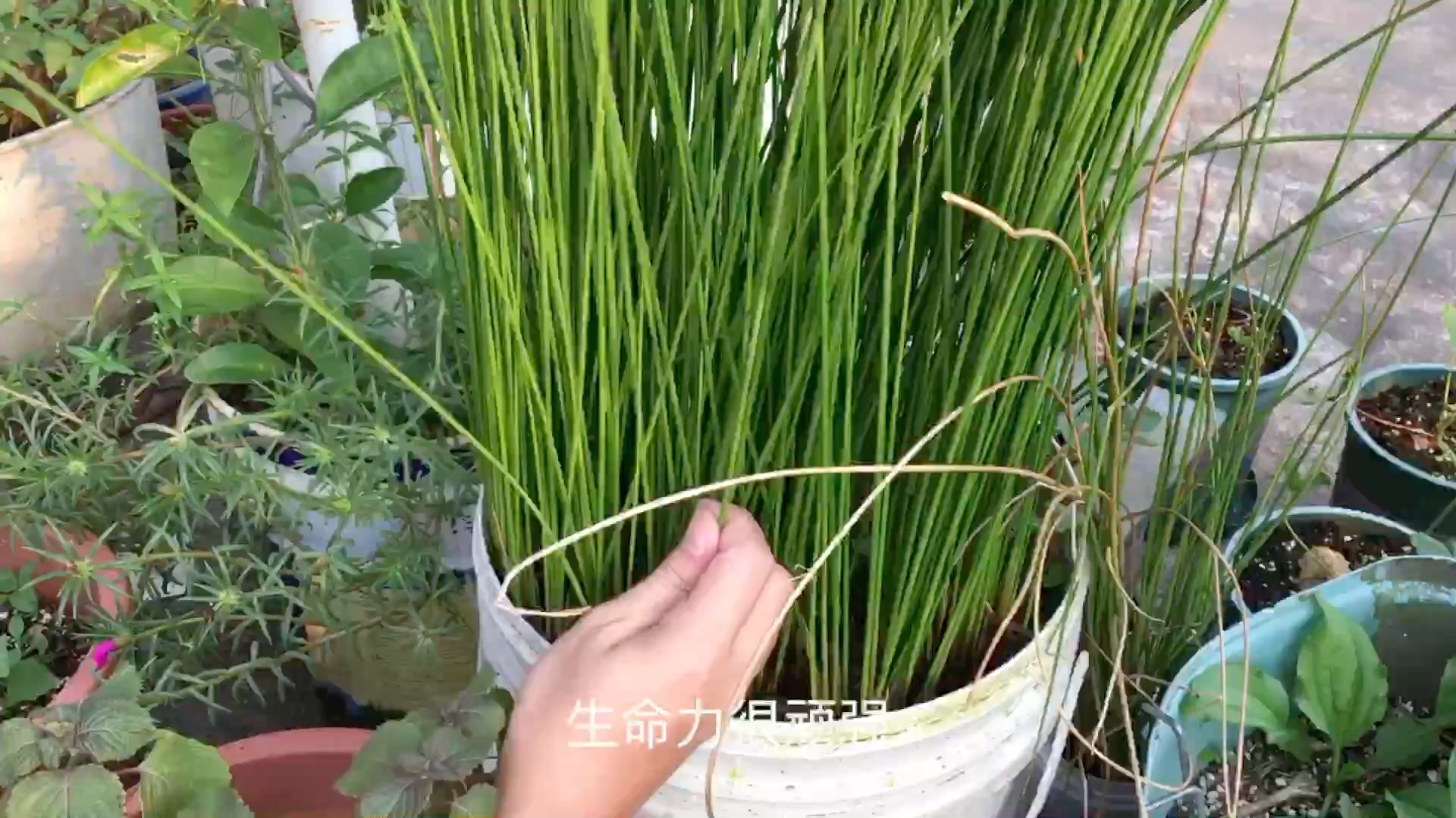 农村常见的灯芯草种在花盆里即美观又有用_哔哩哔哩_bilibili