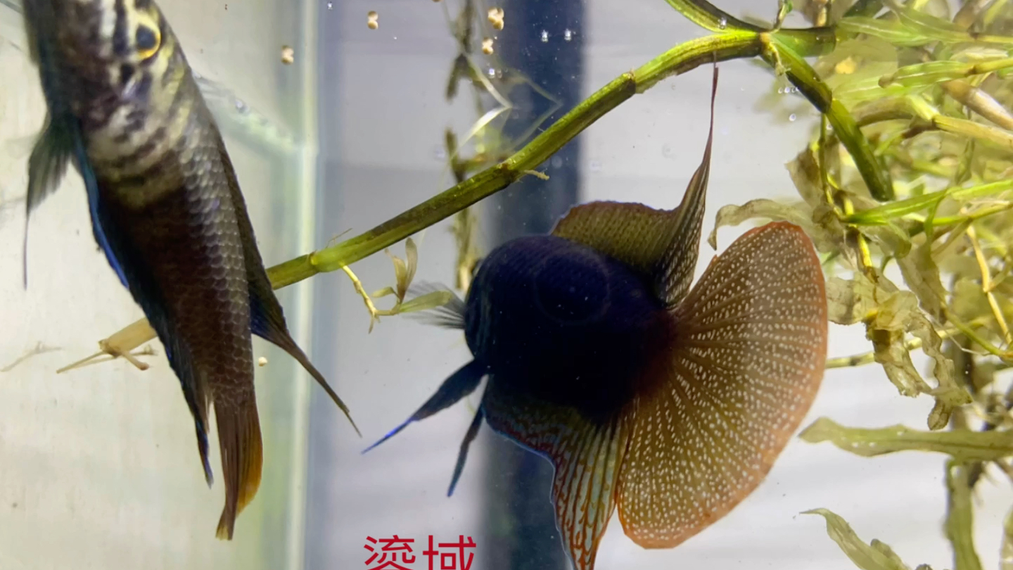 圆尾斗鱼繁殖季走起
