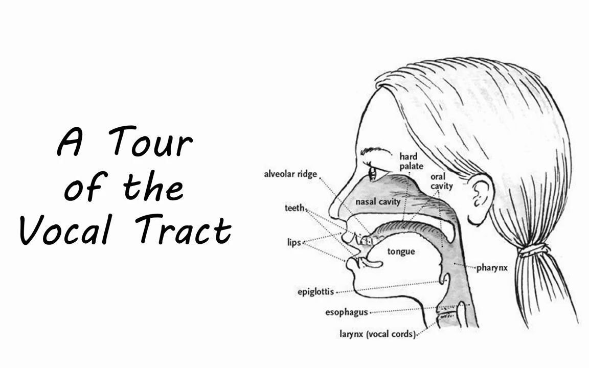a tour of the human vocal tract (language development 16)_哔哩