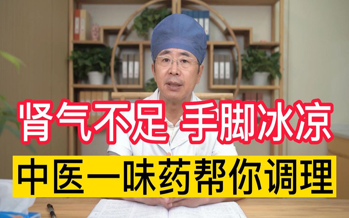 肾气不足,手脚冰凉,息主任推荐中药“杜仲”专克肾虚!哔哩哔哩bilibili