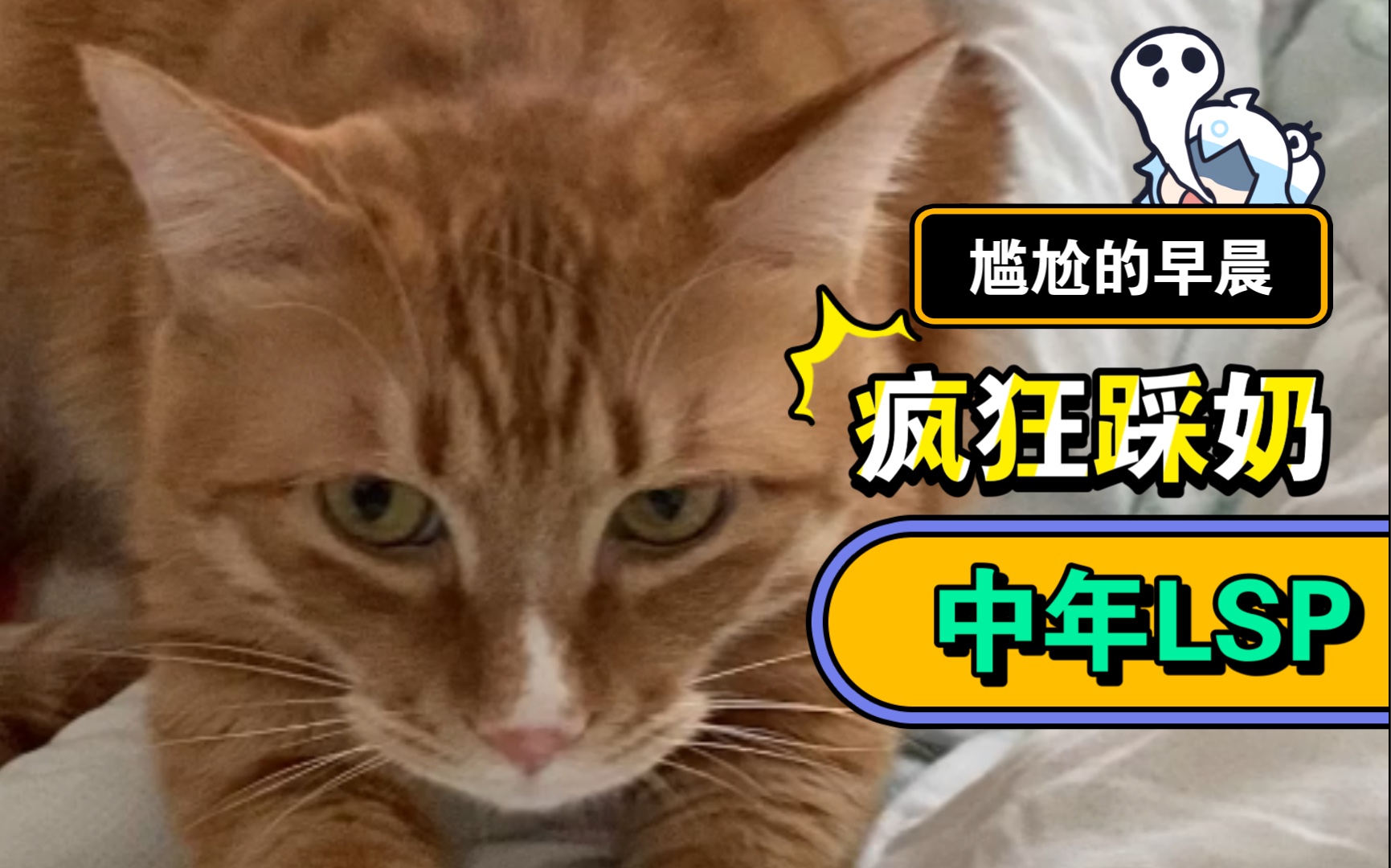 【橘猫】猥琐的lsp,猫到中年,每天早上太疯狂～你家如果有这样的猫,你