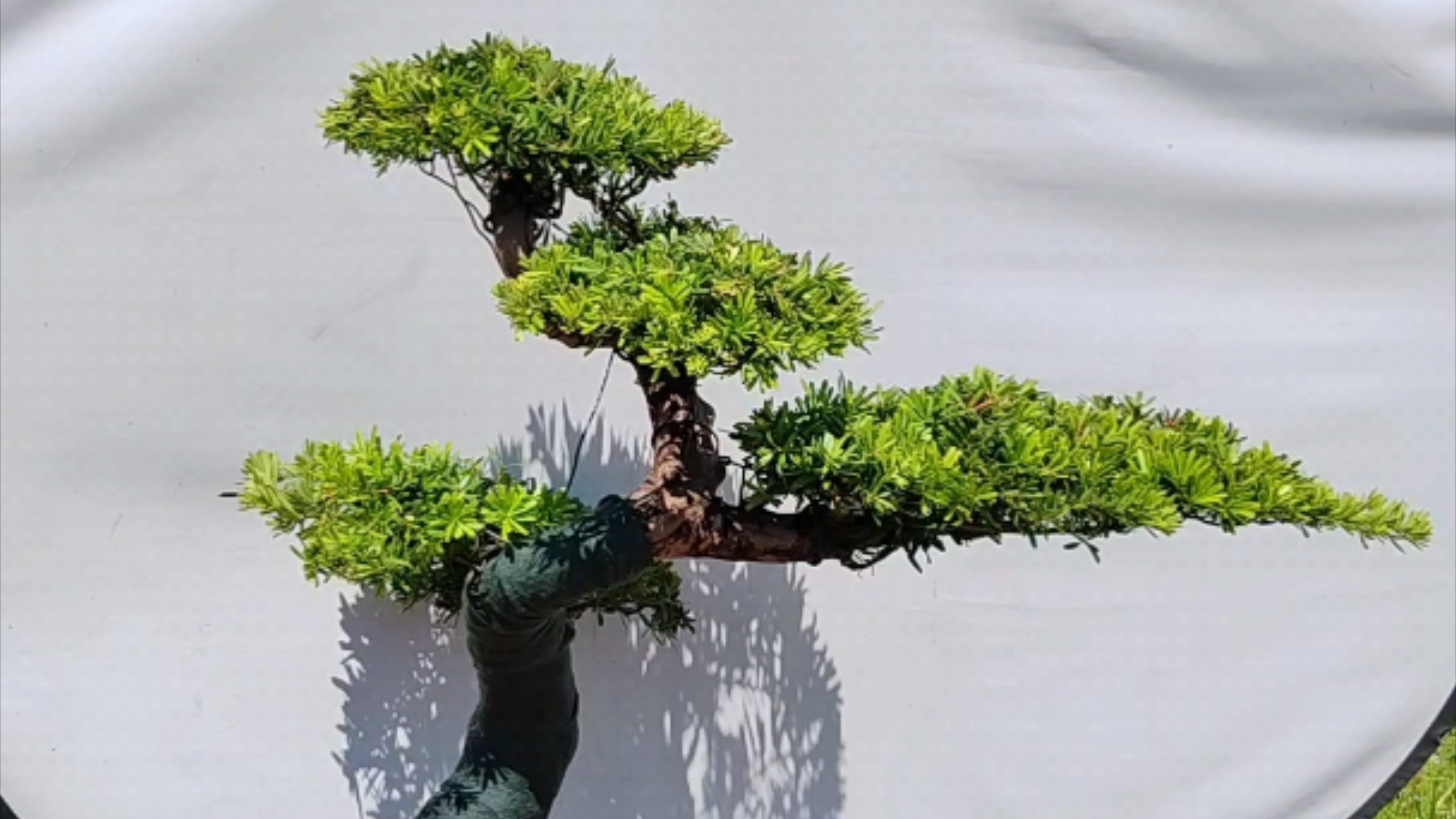 连盆高度一米以上的迎客松金钻罗汉松