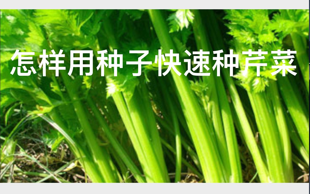 怎样用种子快速种芹菜.哔哩哔哩bilibili