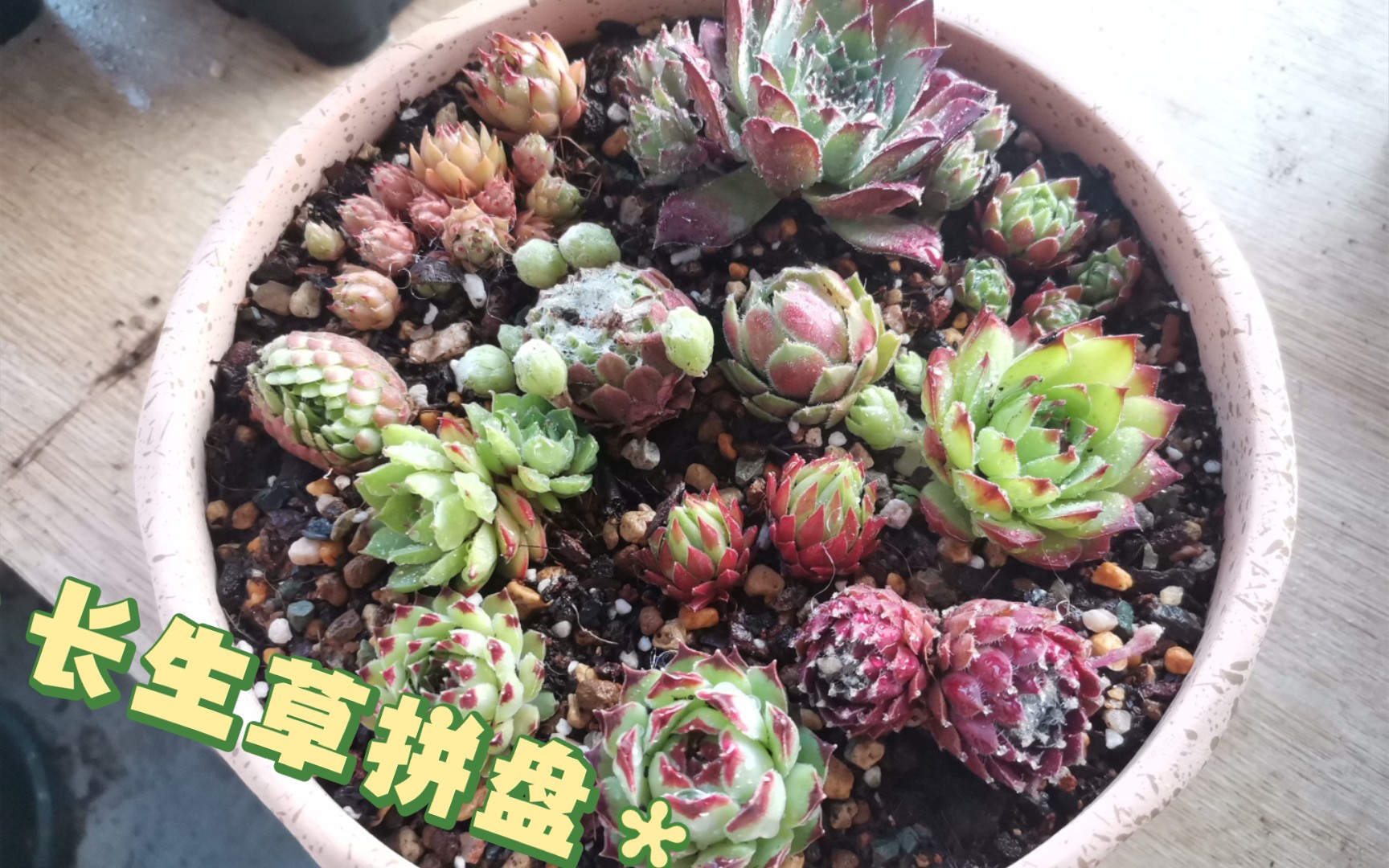 新入的长生草拼盘._哔哩哔哩_bilibili