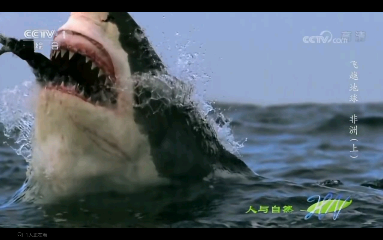 大白鲨vs根齿鱼