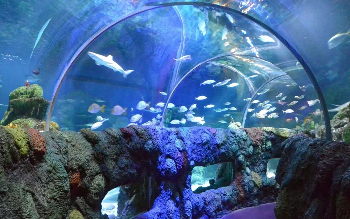 珠海海洋公园的海底隧道,设备好先进,把妹子逗乐了!