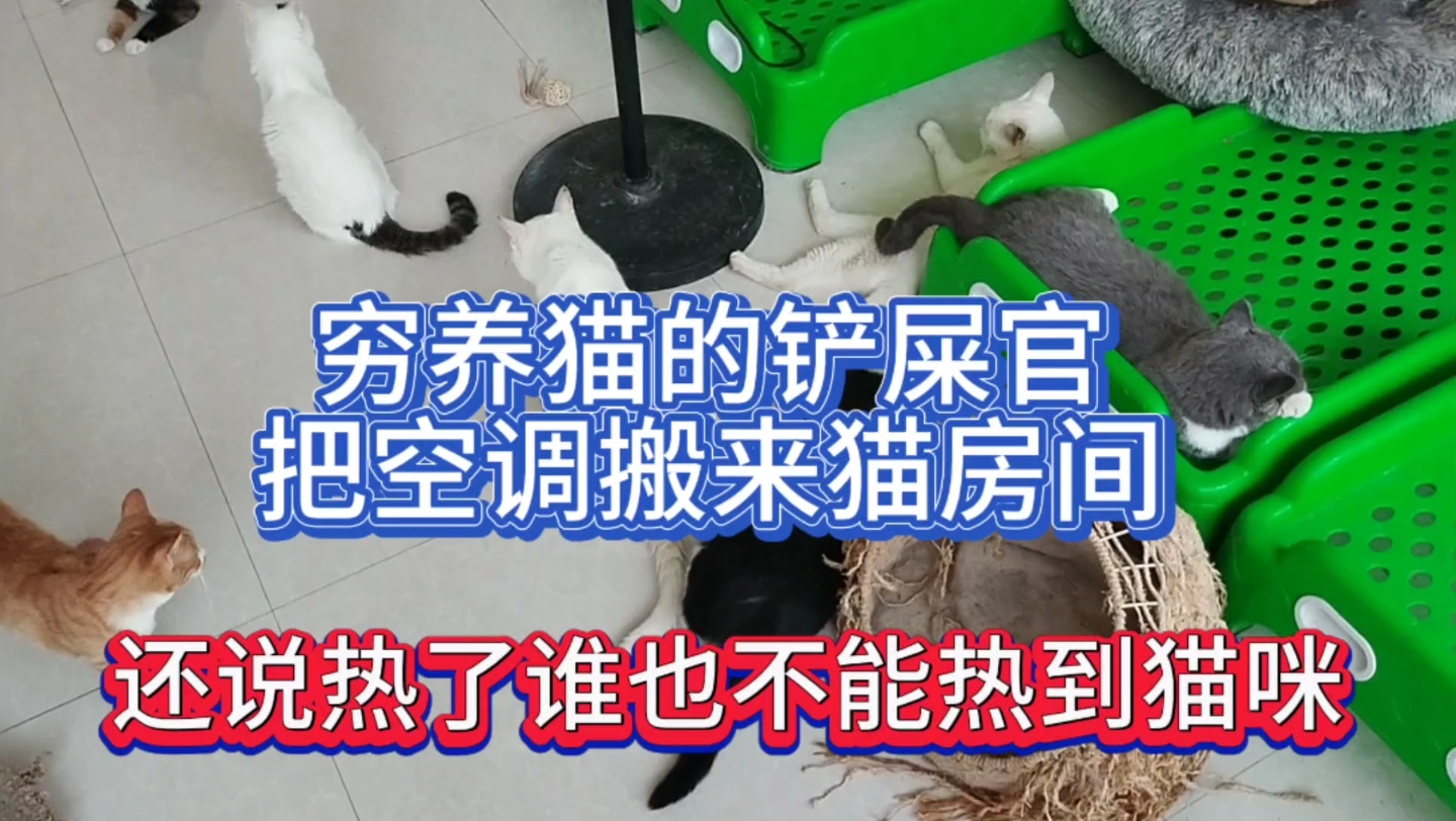 穷养猫的铲屎官把空调搬来猫房间,还说热了谁也不能热到猫咪哔哩哔哩bilibili