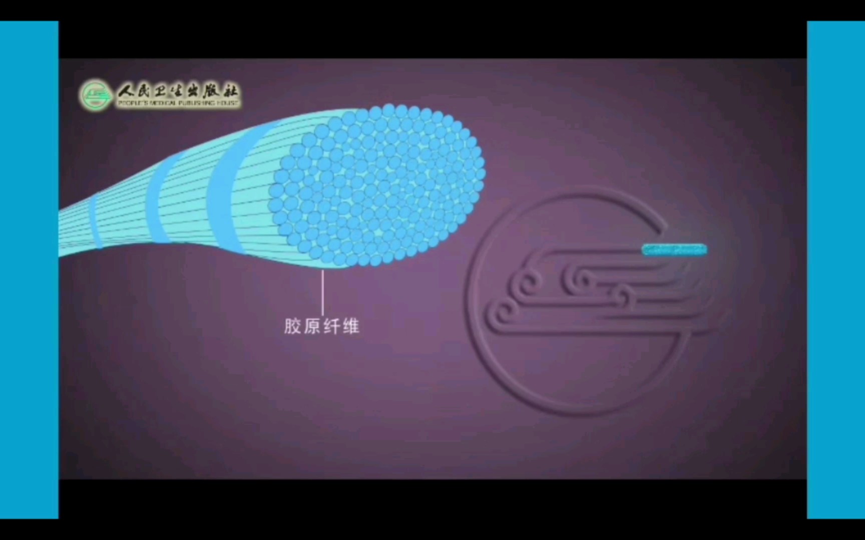 【细胞生物学】胶原纤维的合成及组装过程哔哩哔哩bilibili